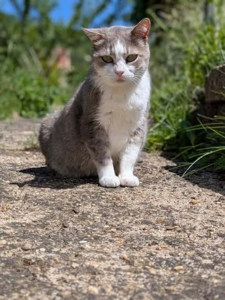 Lire la suite à propos de l’article Kitty cherche sa famille pour la vie !