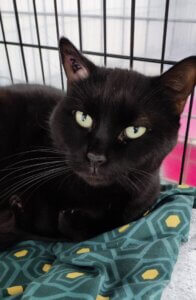 Lire la suite à propos de l’article URGENCE ADOPTION – AMINE, MAGNIFIQUE CHAT NOIR EN DÉTRESSE