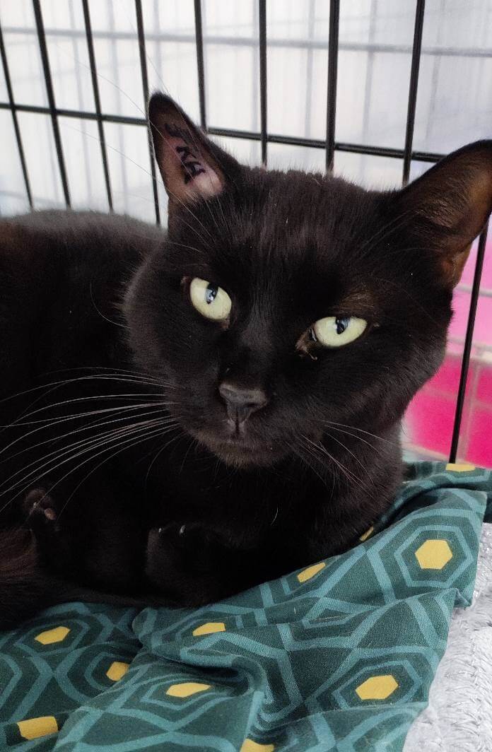 Lire la suite à propos de l’article URGENCE ADOPTION – AMINE, MAGNIFIQUE CHAT NOIR EN DÉTRESSE