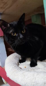 Lire la suite à propos de l’article BOUCHON notre petite panthère au grand cœur… cherche désespérément sa liberté