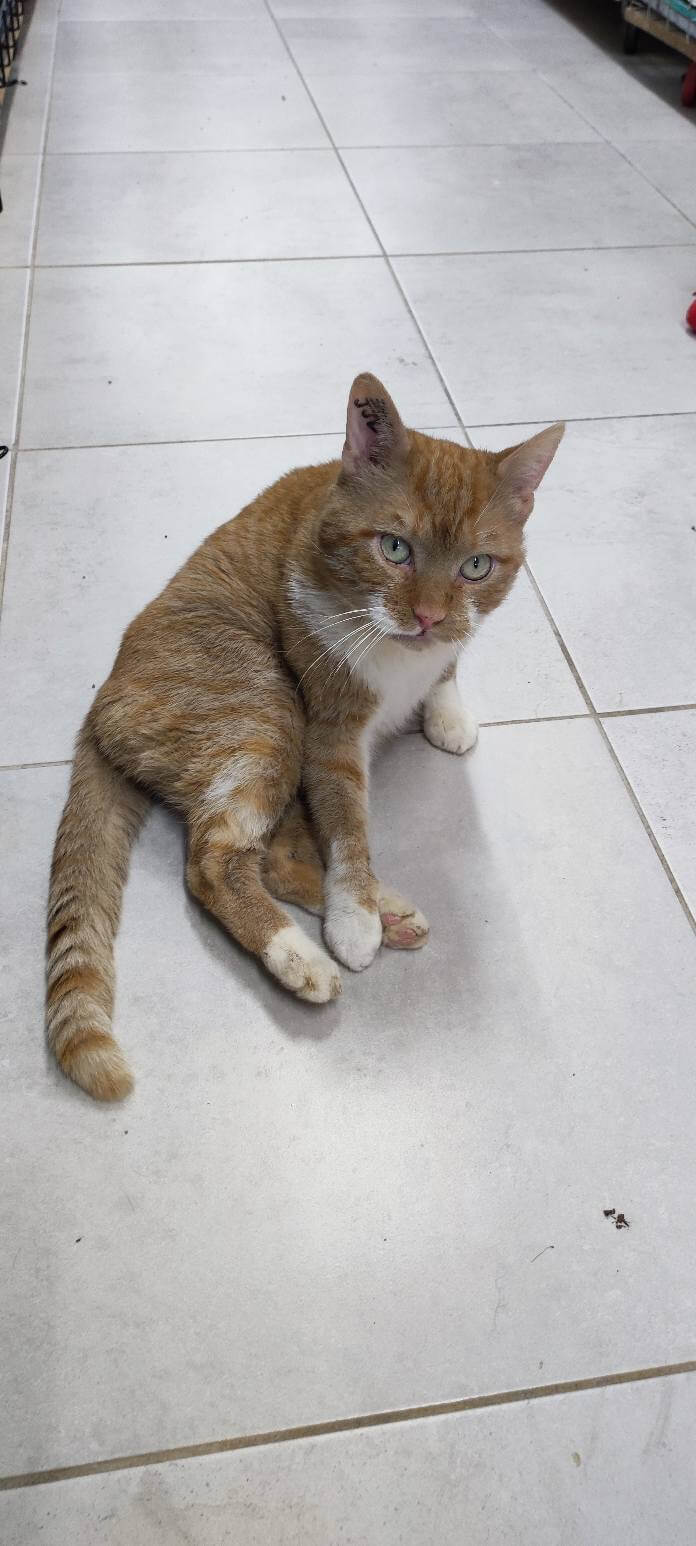 Lire la suite à propos de l’article RON, 6 ans – Un magnifique rouquin qui renaît à la vie !