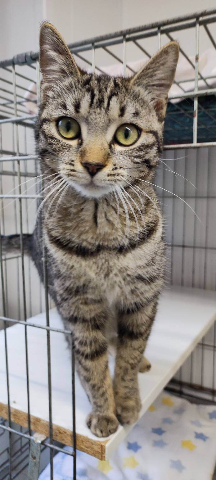 Lire la suite à propos de l’article Siena, 8 mois, cherche sa famille pour la vie !