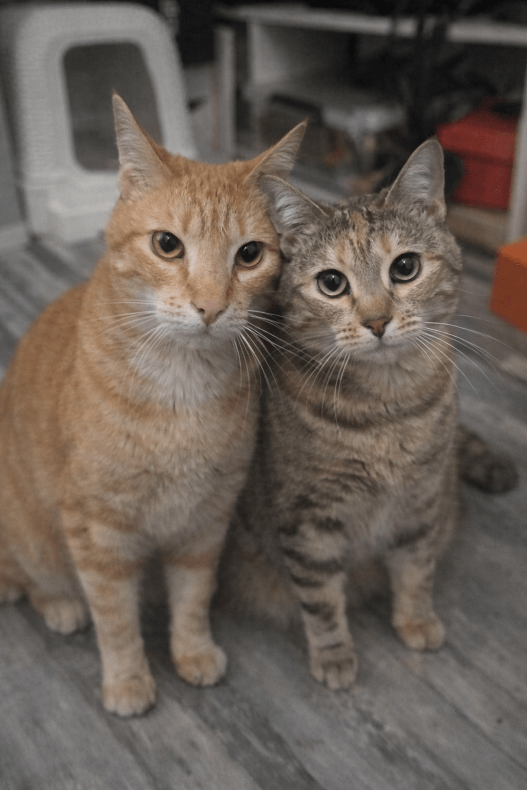 Lire la suite à propos de l’article ZEUS & ATHENA – Deux cœurs meurtris qui n’attendent qu’un nouveau départ – peuvent vivre sans accès extérieur