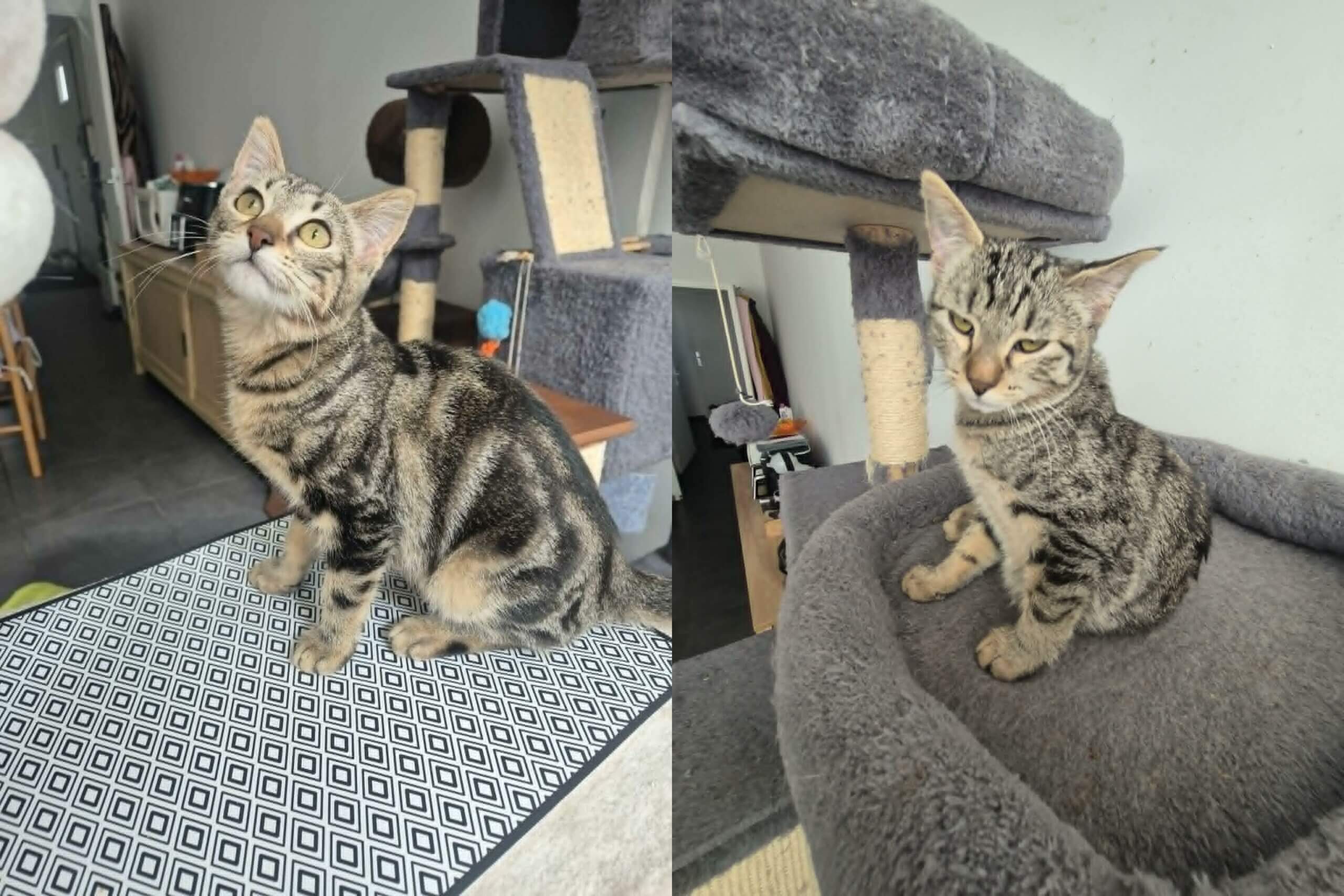 Lire la suite à propos de l’article Molly & Chipie 4 mois – Deux petits cœurs à aimer !