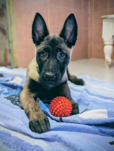 Lire la suite à propos de l’article Avanah, adorable chiot Malinoise cherche SA famille pour la vie !