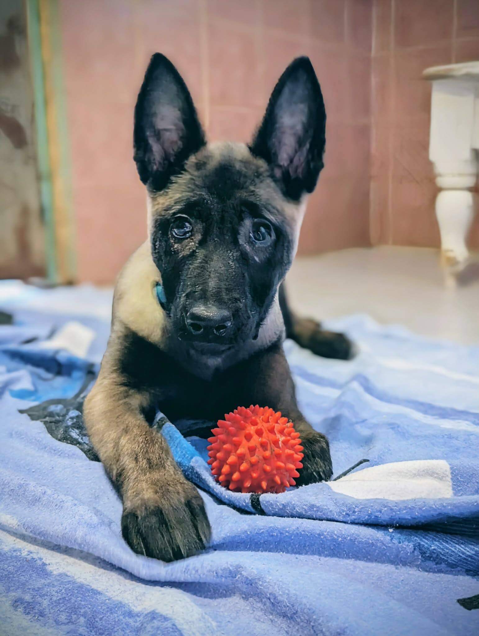 Lire la suite à propos de l’article Avanah, adorable chiot Malinoise cherche SA famille pour la vie !