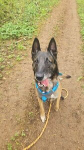 Lire la suite à propos de l’article RAMBO – 7 ans – Croisé Berger Malinois