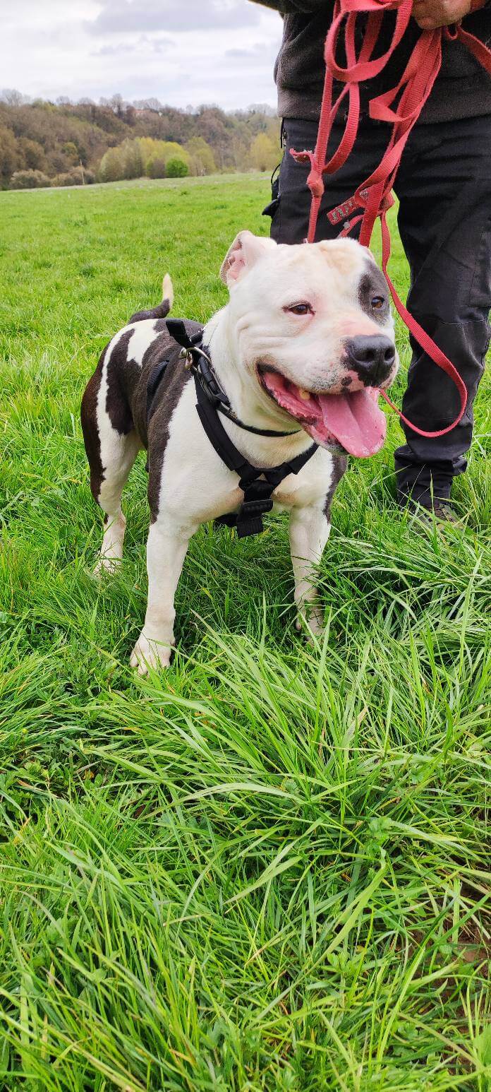 Lire la suite à propos de l’article FLASH – Le bon gros doudou tout en muscle, mais au cœur ultra tendre !