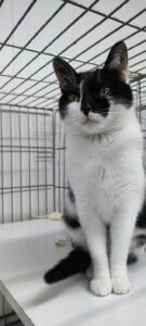 Lire la suite à propos de l’article À l’adoption : AMAYA une adorable petite perle