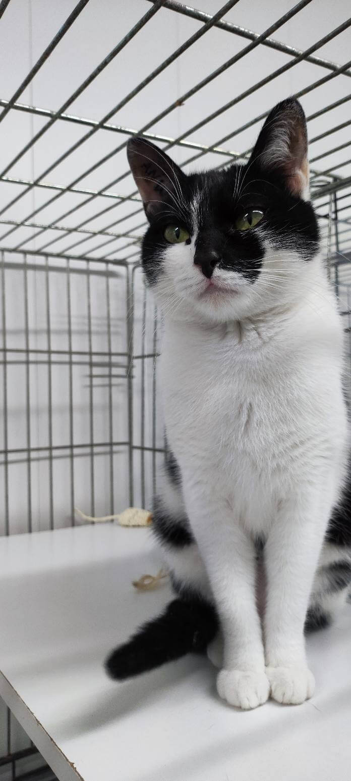 Lire la suite à propos de l’article À l’adoption : AMAYA une adorable petite perle