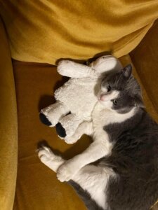 Lire la suite à propos de l’article URGENCE – SOS POUR TED