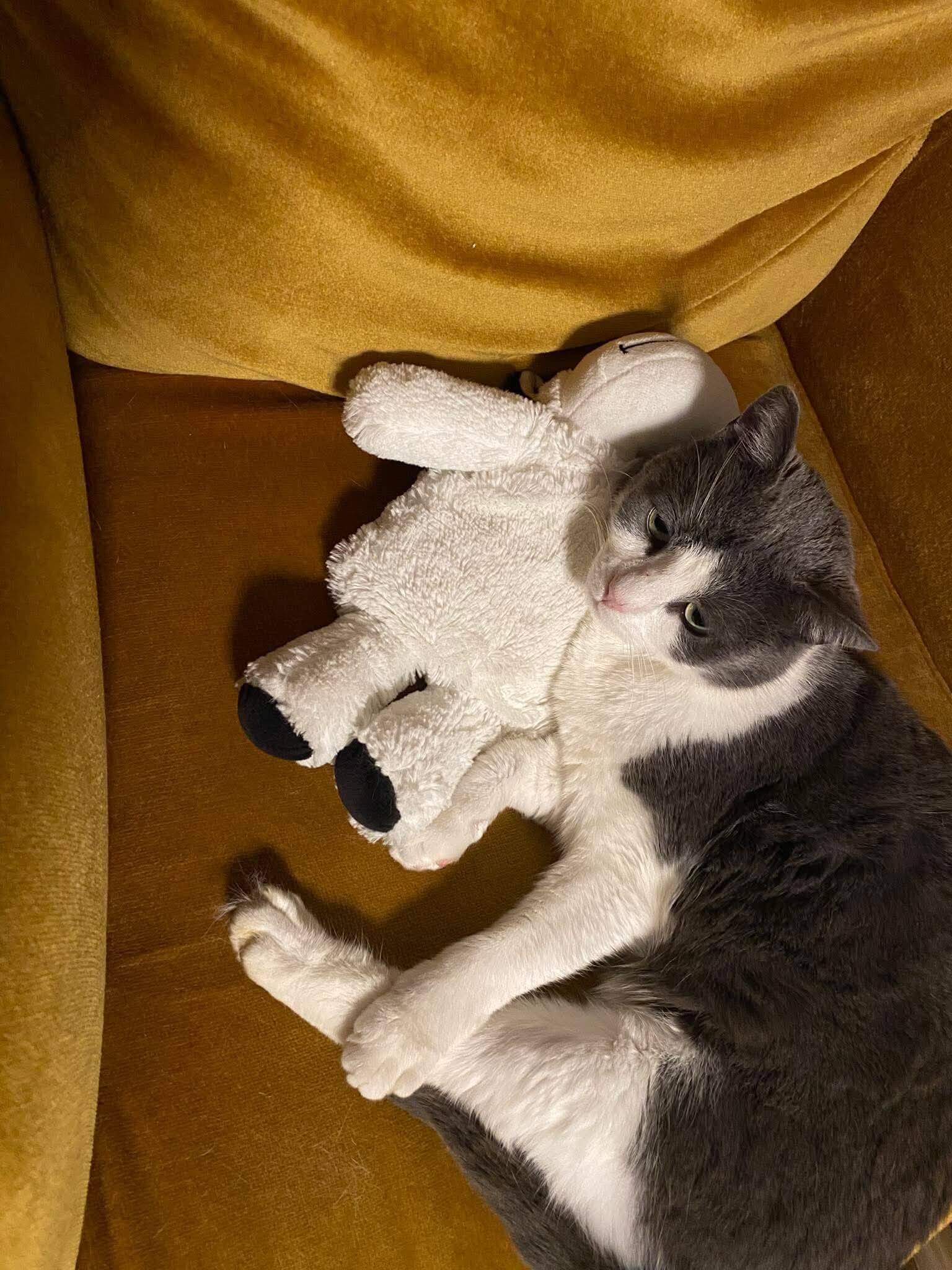 Lire la suite à propos de l’article URGENCE – SOS POUR TED