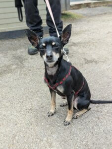 Lire la suite à propos de l’article RIO – Pinscher né le 8 septembre 2020