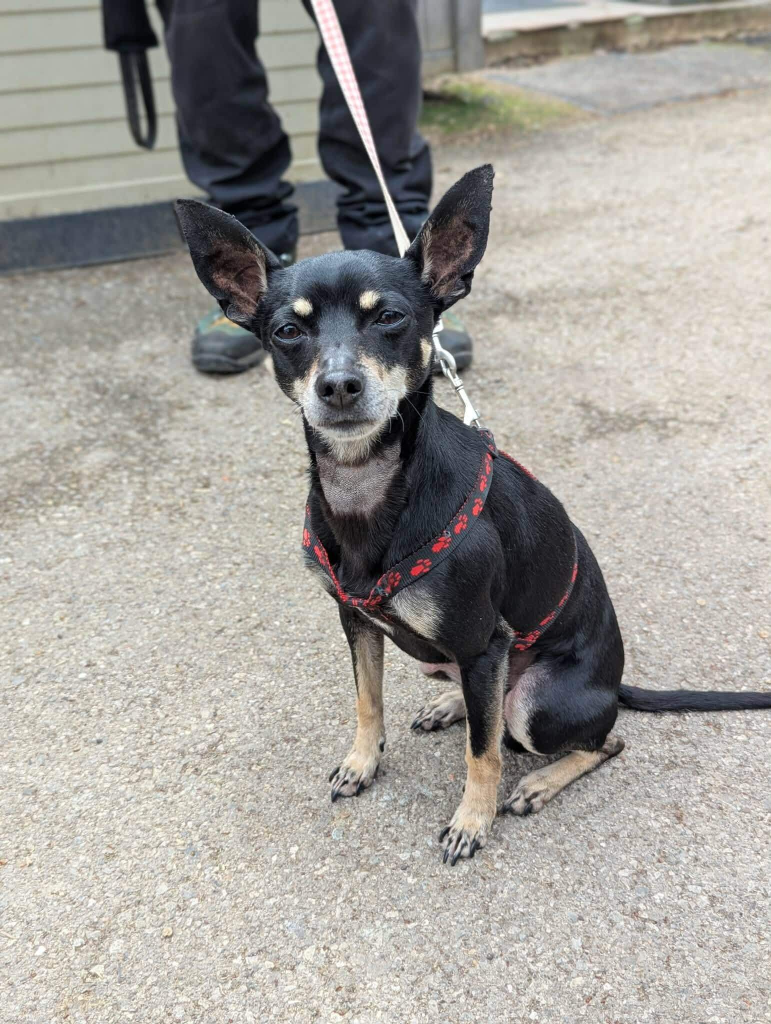 Lire la suite à propos de l’article RIO – Pinscher né le 8 septembre 2020