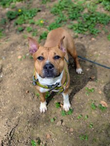 Lire la suite à propos de l’article BELLA… laissée seule, mais pas oubliée