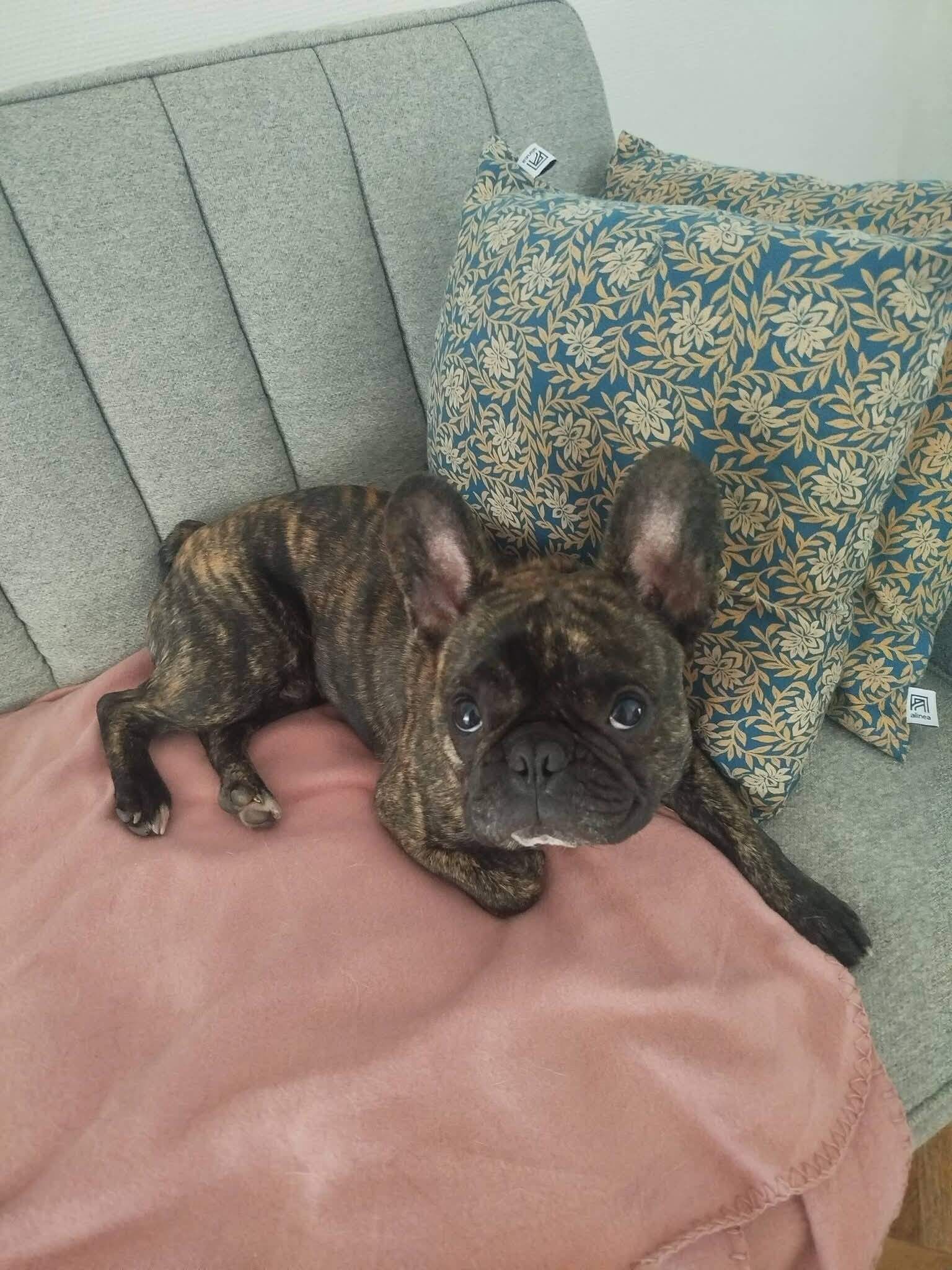 Lire la suite à propos de l’article MOI, C’EST ZUZU… ET JE CHERCHE MA FAMILLE POUR LA VIE !