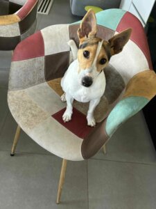 Lire la suite à propos de l’article Snoopy cherche sa famille pour la vie