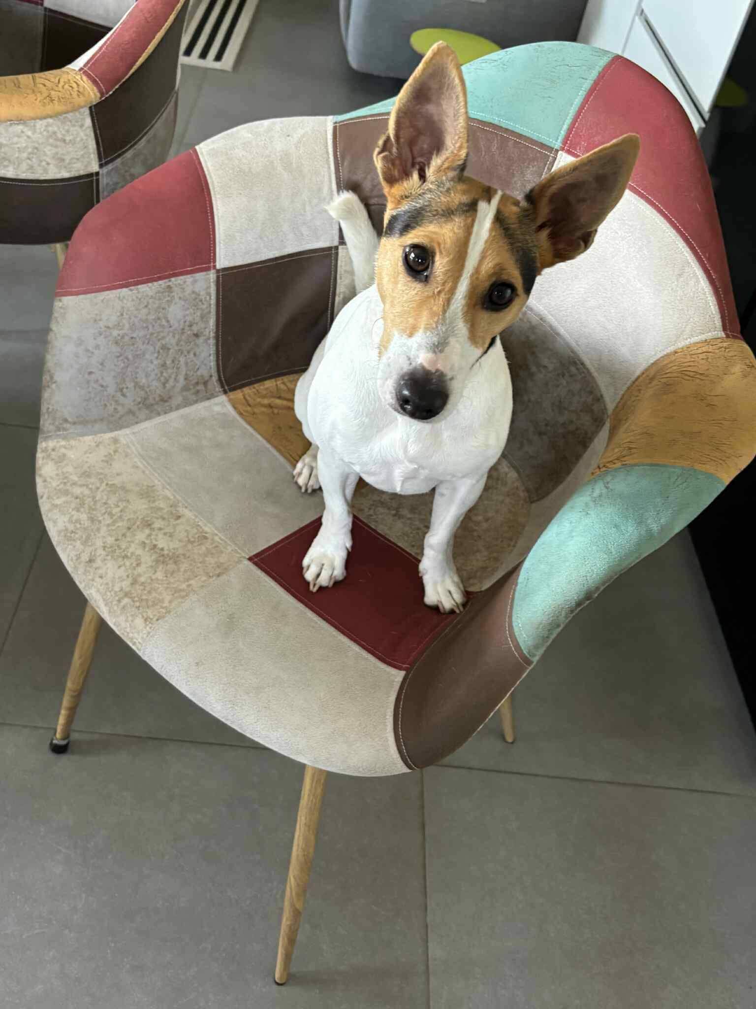 Lire la suite à propos de l’article Snoopy cherche sa famille pour la vie