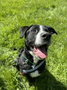 Lire la suite à propos de l’article À L’ADOPTION – TYSON