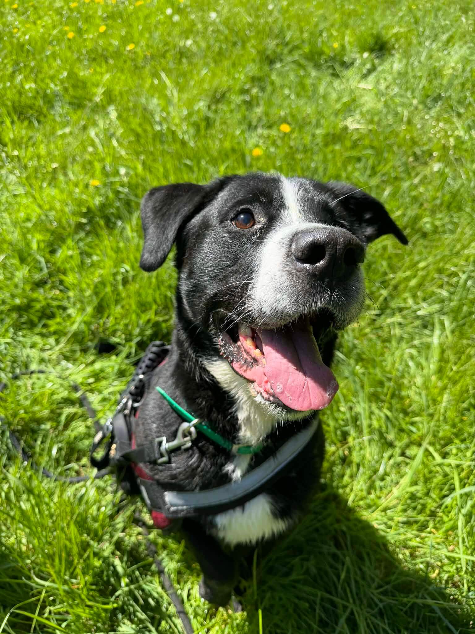 Lire la suite à propos de l’article À L’ADOPTION – TYSON