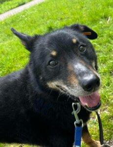 Lire la suite à propos de l’article À L’ADOPTION – HARMONY