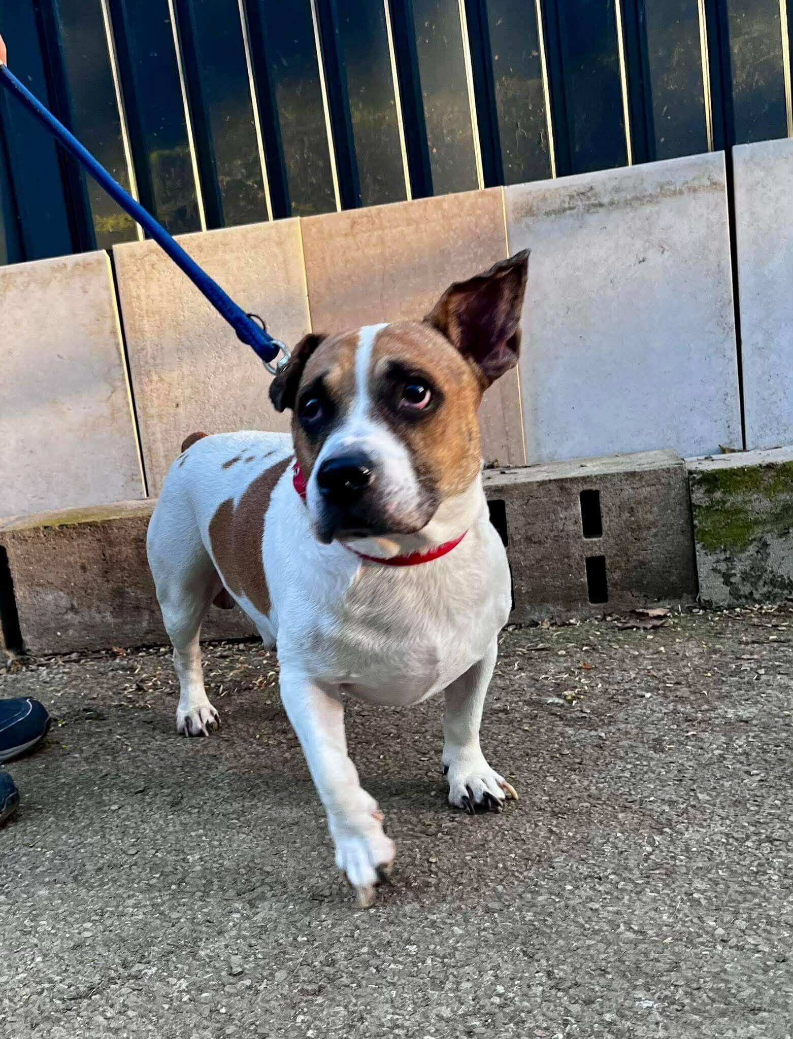 Lire la suite à propos de l’article À L’ADOPTION – SNOOPY