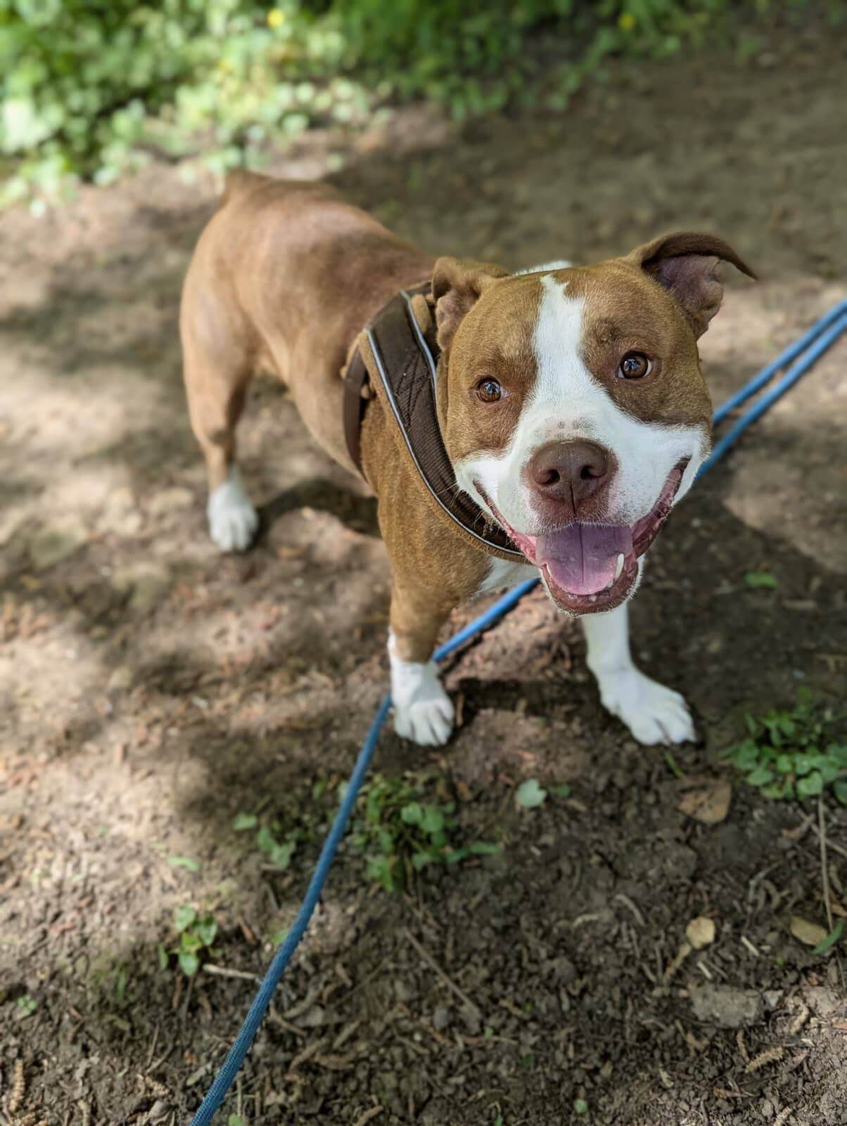 Lire la suite à propos de l’article Venez rencontrer HELIOS une boule d&rsquo;amour