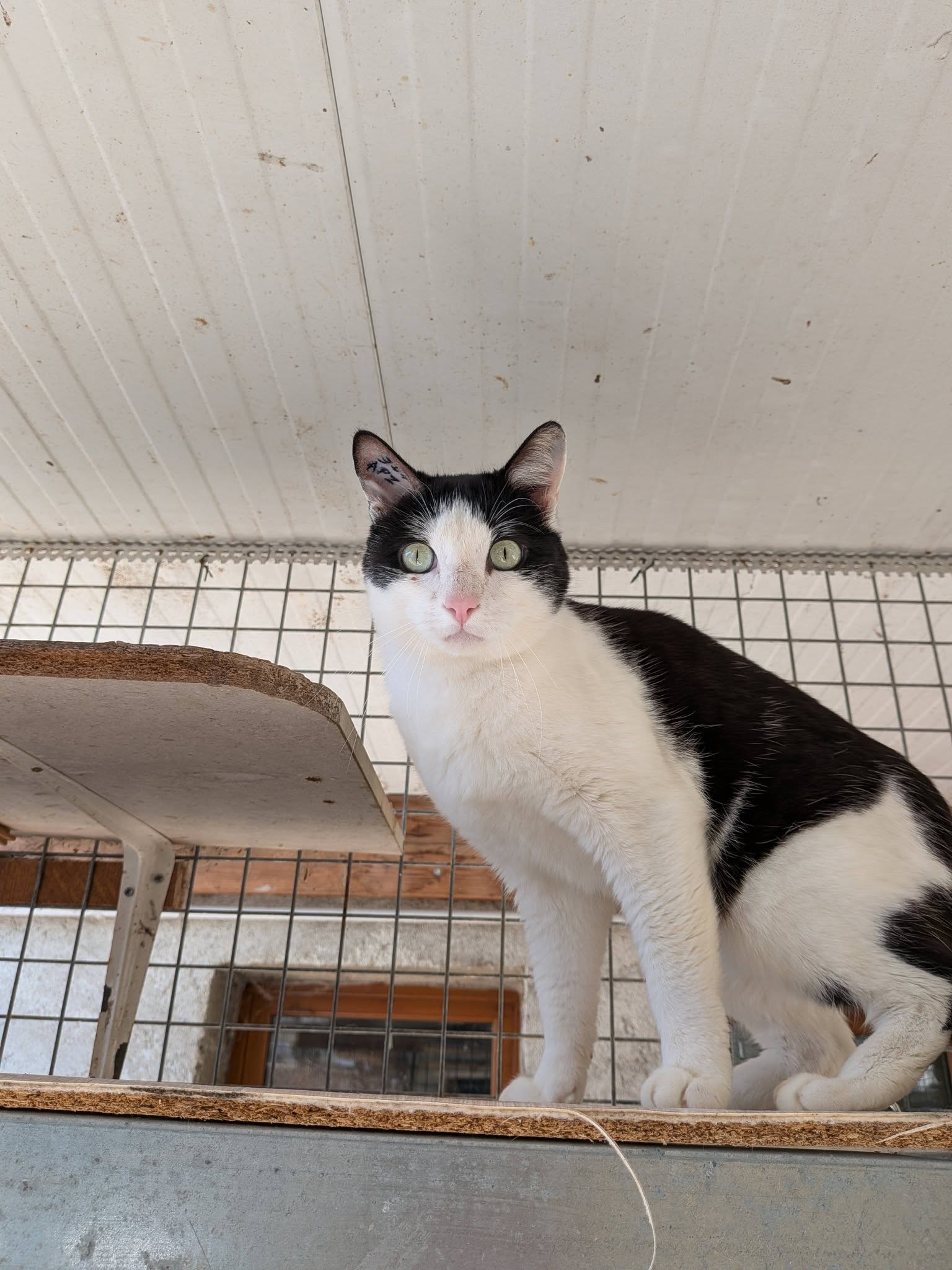 Lire la suite à propos de l’article À l’adoption – MALOT – 5 ans