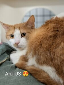 Lire la suite à propos de l’article 🌿 ARTUS – 1 an 🌿