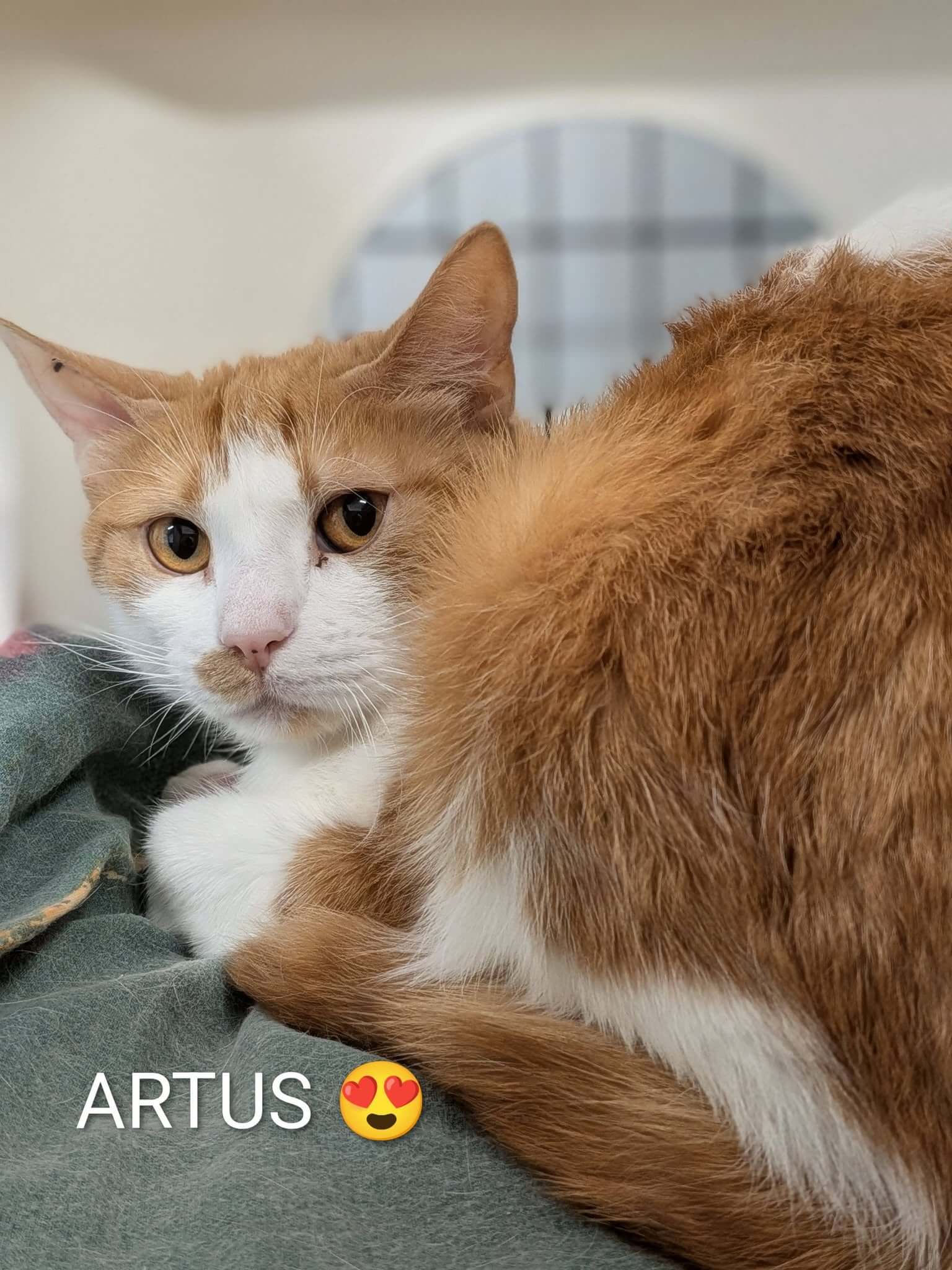 Lire la suite à propos de l’article 🌿 ARTUS – 1 an 🌿