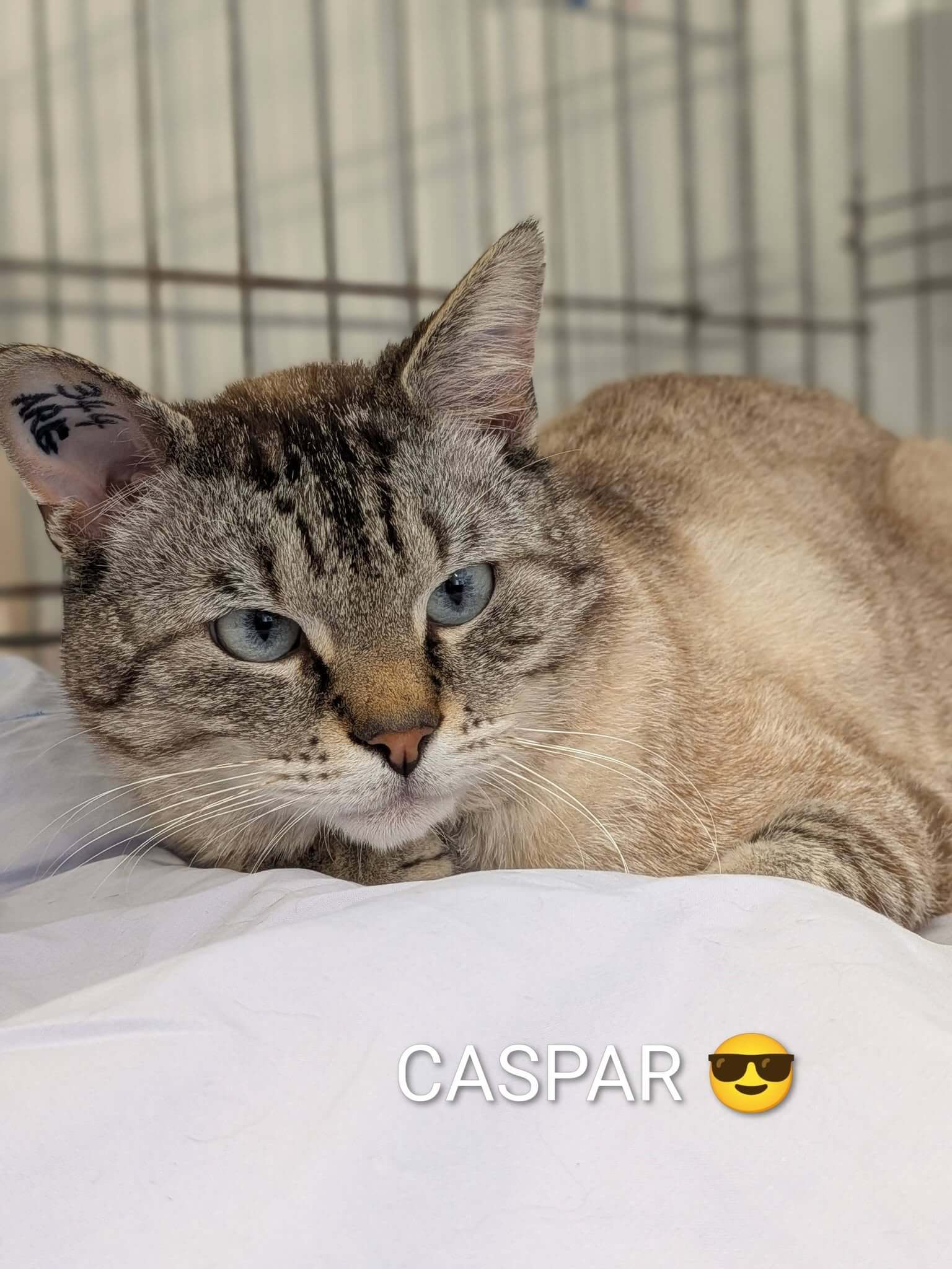 Lire la suite à propos de l’article 🌿 CASPAR – 3 ans 🌿