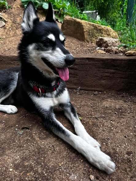 Lire la suite à propos de l’article STELLA – Husky femelle née en mars 2018