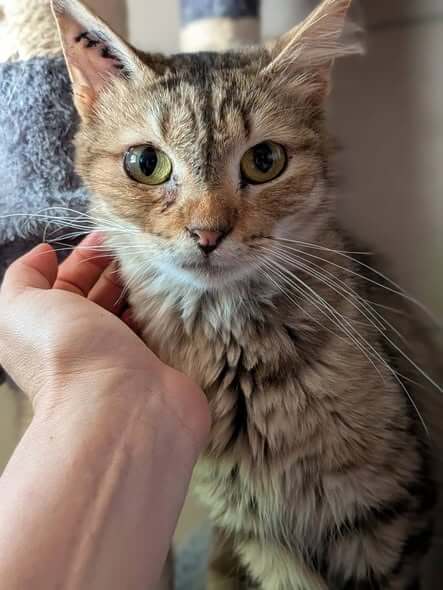 Lire la suite à propos de l’article 🐾 NARCO – À l&rsquo;adoption 🤎