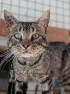 Lire la suite à propos de l’article 🐾 YU – À l&rsquo;adoption 🐯