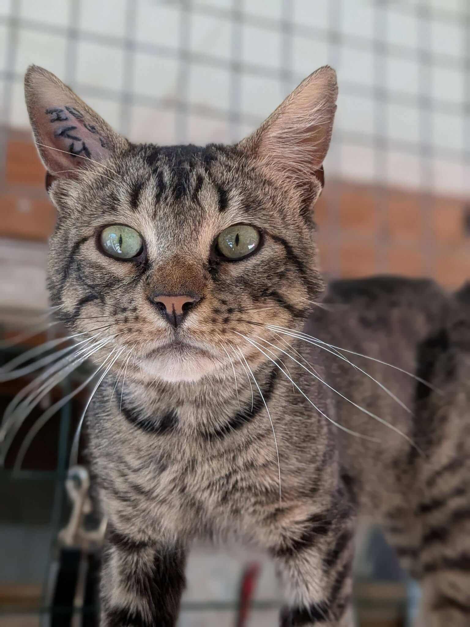 Lire la suite à propos de l’article 🐾 YU – À l&rsquo;adoption 🐯