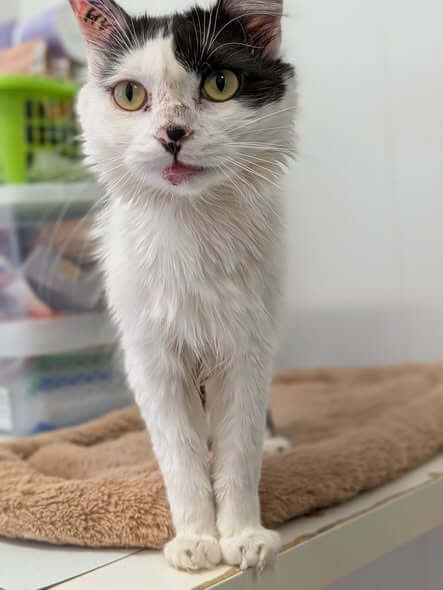 Lire la suite à propos de l’article 🐾 FIGARO – À l&rsquo;adoption 🤍🖤