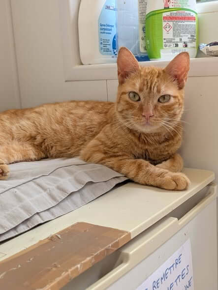Lire la suite à propos de l’article 🧡 TELAS – À l&rsquo;adoption 🐾
