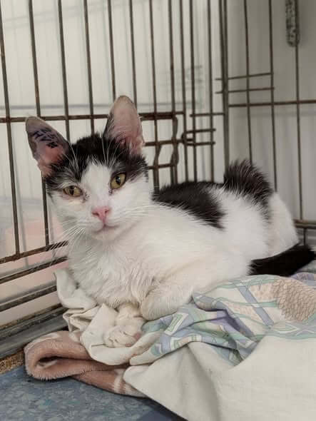 Lire la suite à propos de l’article 🖤🤍 FIFILLE – À l&rsquo;adoption 🐾