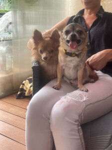 Lire la suite à propos de l’article 💔 TOUJOURS PAS DE FAMILLE POUR YOSHI 7 ans & SKY 6 ans… ET SI C&rsquo;ÉTAIT VOUS ? 🐾