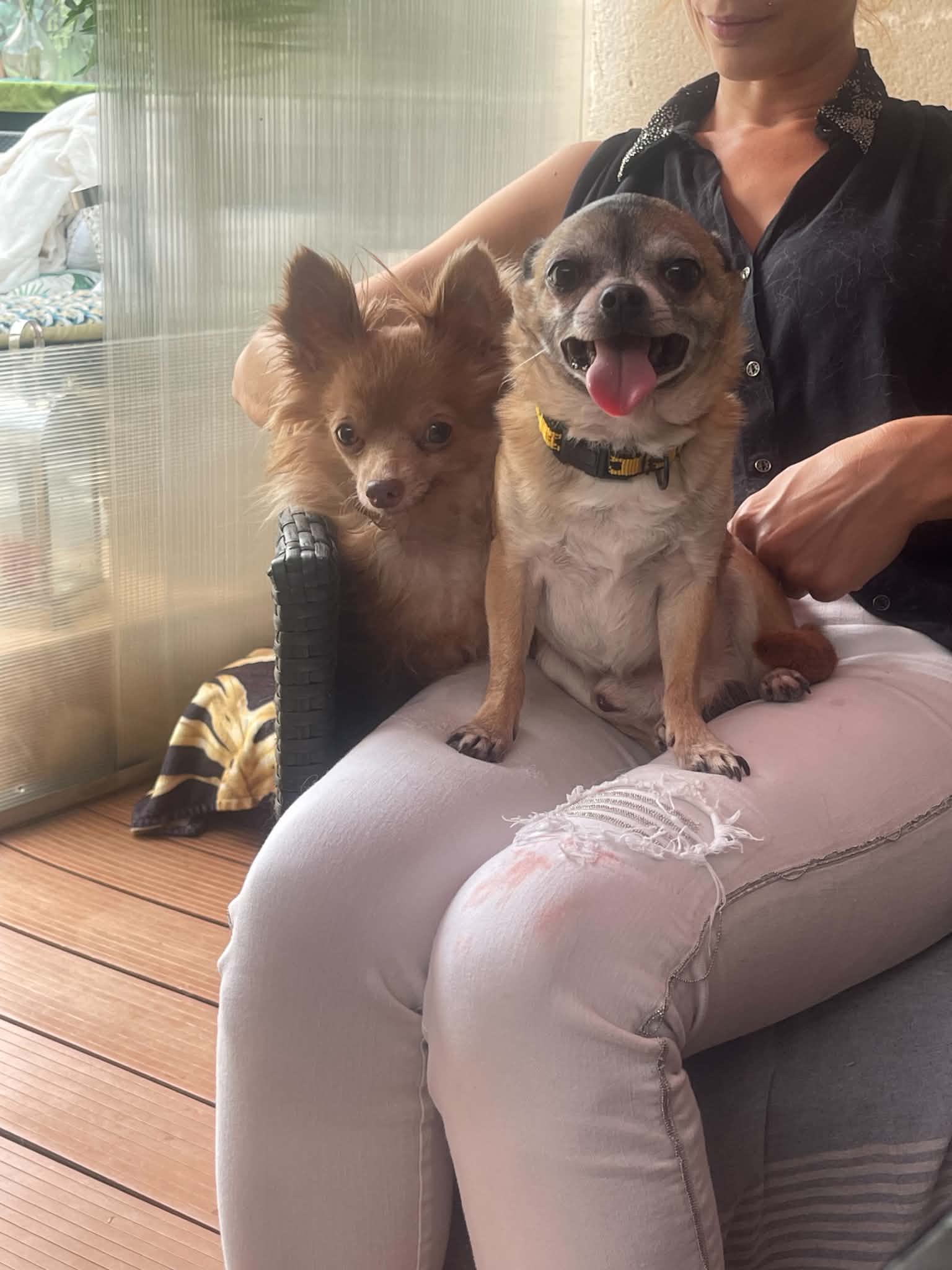 Lire la suite à propos de l’article 💔 TOUJOURS PAS DE FAMILLE POUR YOSHI 7 ans & SKY 6 ans… ET SI C&rsquo;ÉTAIT VOUS ? 🐾