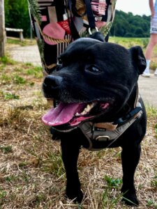 Lire la suite à propos de l’article PADDY – Né en novembre 2019 – Alerte coup de cœur (et de décibels) ! 🐾📣