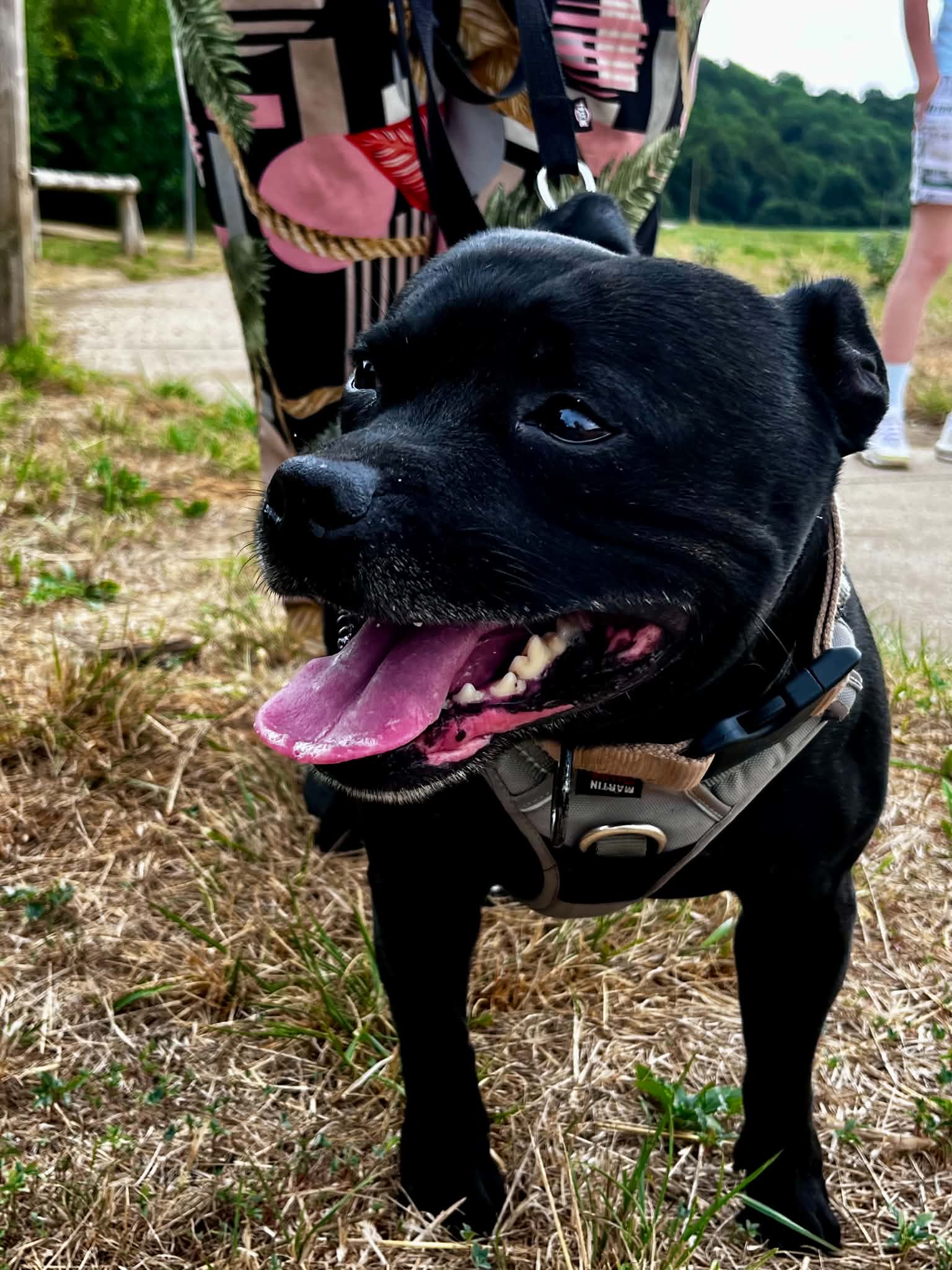 Lire la suite à propos de l’article PADDY – Né en novembre 2019 – Alerte coup de cœur (et de décibels) ! 🐾📣