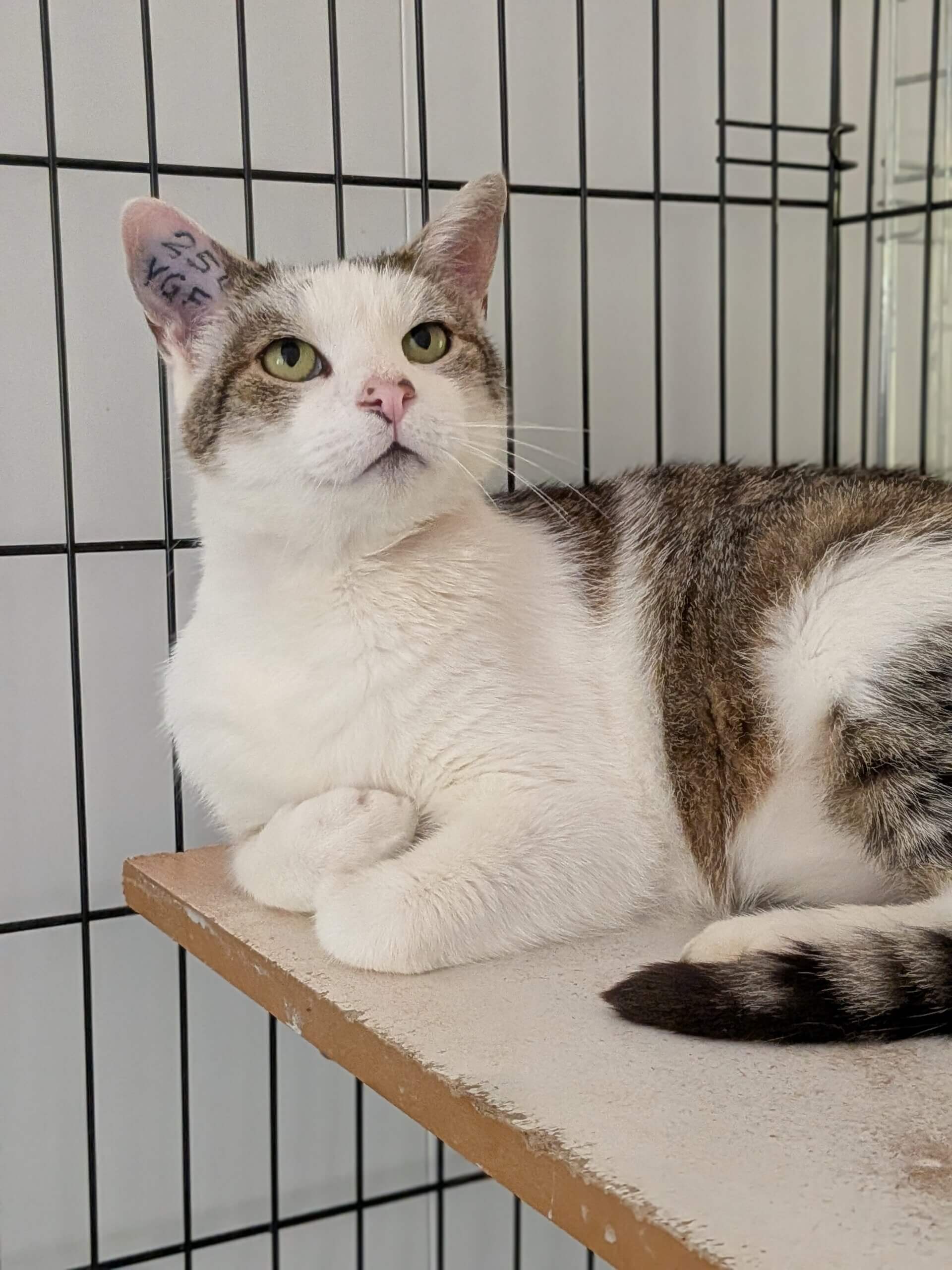 Lire la suite à propos de l’article 🐾PATCHY, 6 ans, LE CHARME DISCRET D&rsquo;UN GRAND CŒUR 🐾