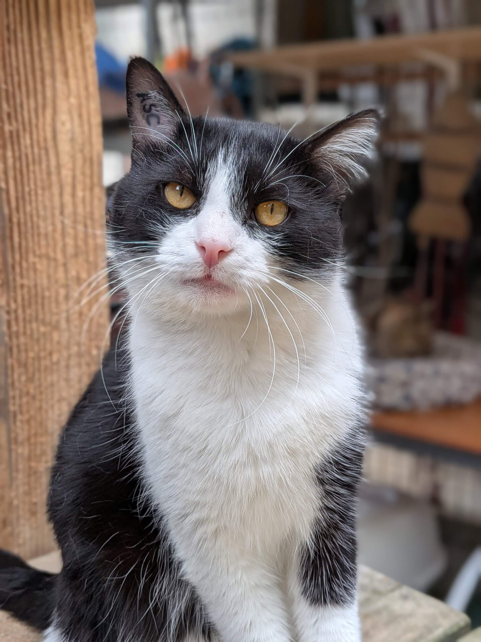 Lire la suite à propos de l’article 🖤🤍 PATOCHE, né en avril 2024 : Le regard de l&rsquo;espoir… Offrirez-vous enfin sa chance à notre beau pacha ? 🥺✨
