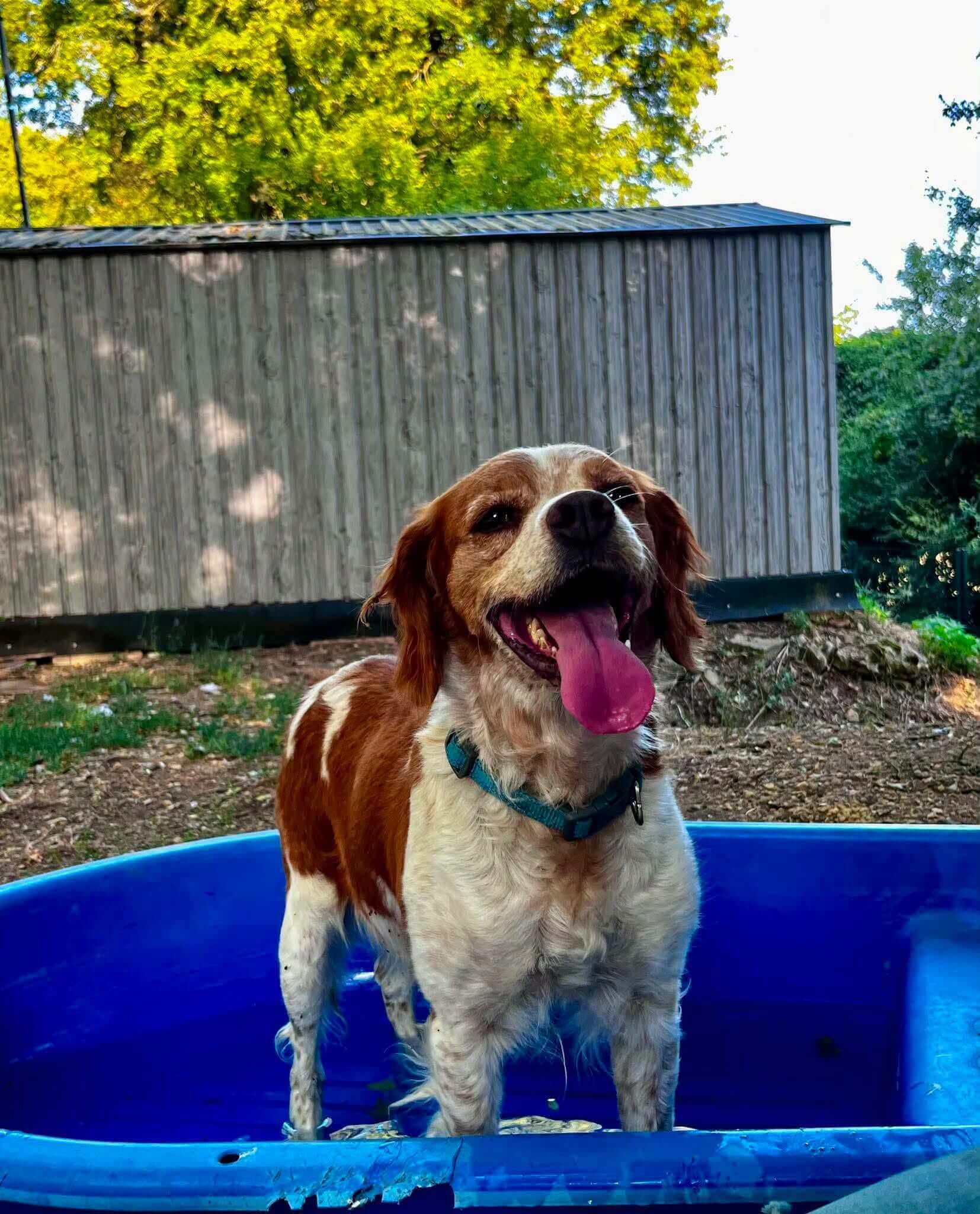 Lire la suite à propos de l’article 🐾❤️ POUM POUM : UNE MAGNIFIQUE ÉPAGNEULE BRETONNE LOF ATTEND SA FAMILLE ! ❤️🐾