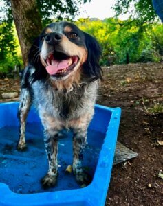 Lire la suite à propos de l’article 🐾🖤 OPIUM : UN MAGNIFIQUE ÉPAGNEUL BRETON LOF ATTEND SA FAMILLE ! 🖤🐾