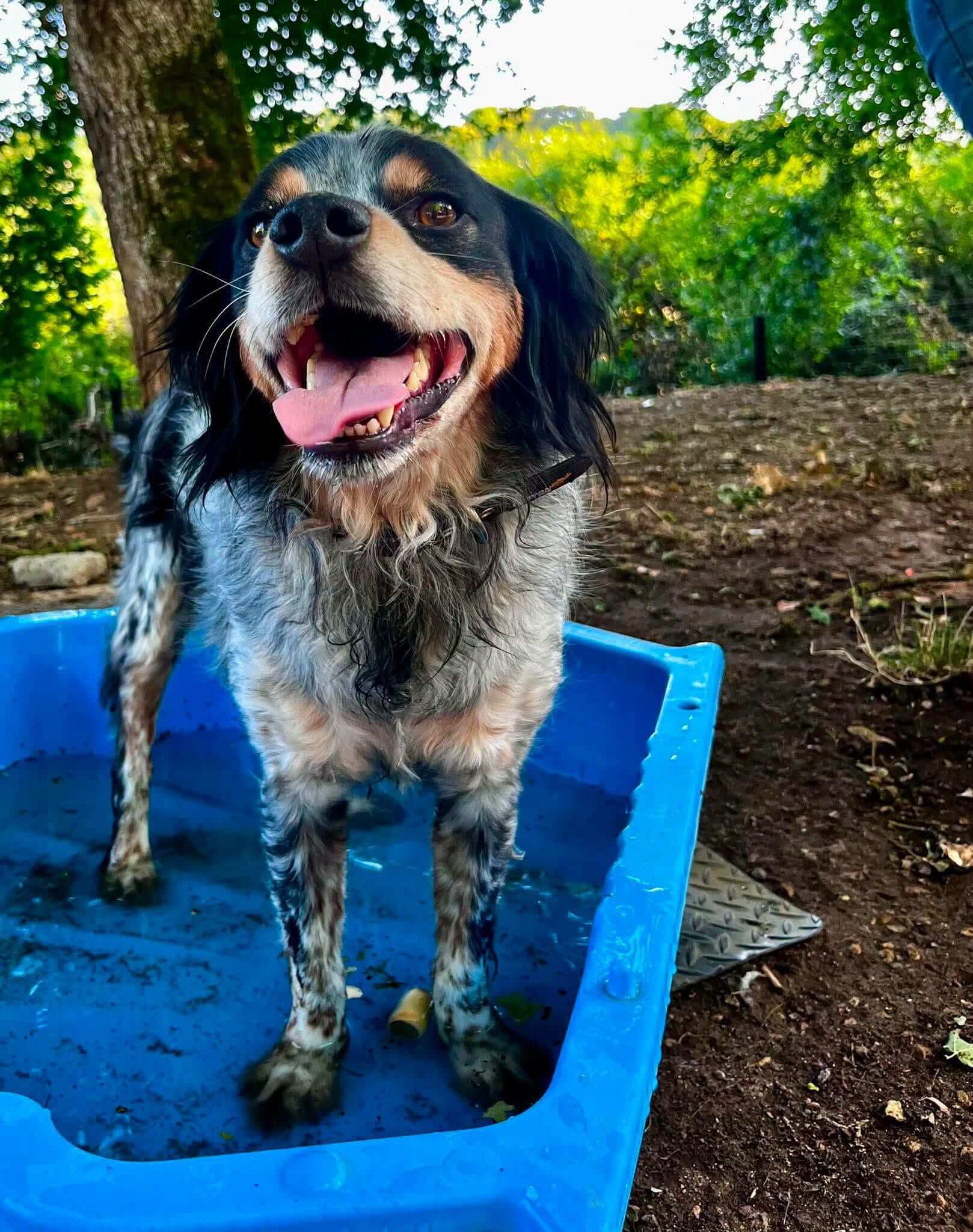 Lire la suite à propos de l’article 🐾🖤 OPIUM : UN MAGNIFIQUE ÉPAGNEUL BRETON LOF ATTEND SA FAMILLE ! 🖤🐾