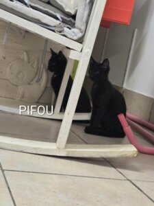 Lire la suite à propos de l’article 🐾💙 PIFOU – LE PETIT TÉMÉRAIRE À LA RECHERCHE DE SA FAMILLE ! 💙🐾