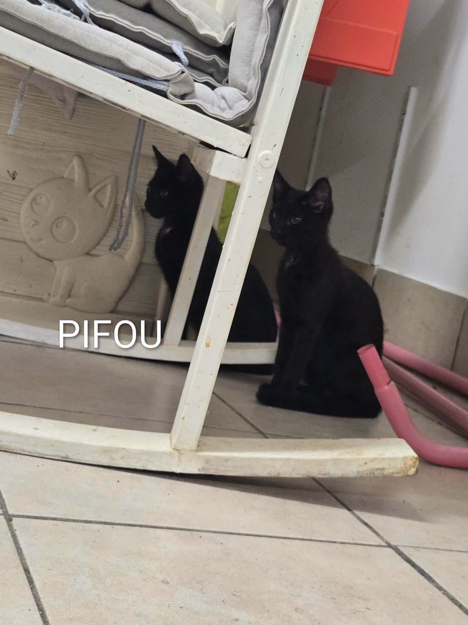 Lire la suite à propos de l’article 🐾💙 PIFOU – LE PETIT TÉMÉRAIRE À LA RECHERCHE DE SA FAMILLE ! 💙🐾