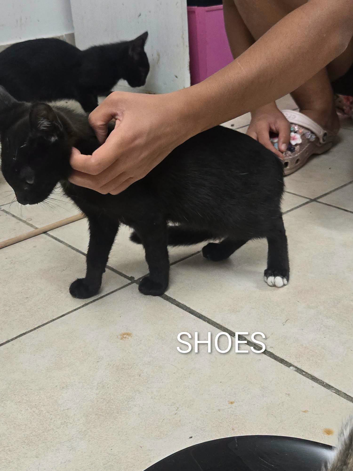 Lire la suite à propos de l’article 🐾💙 SHOES – NOTRE PETIT POT DE COLLE GOURMAND ! 💙🐾